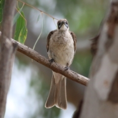 Philemon citreogularis at Splitters Creek, NSW - 15 Jan 2022 08:18 AM