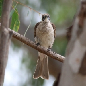 Philemon citreogularis at Splitters Creek, NSW - 15 Jan 2022 08:18 AM