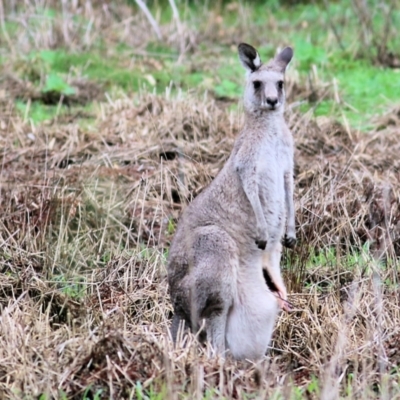 Macropus giganteus (Eastern Grey Kangaroo) at Wonga Wetlands - 14 Jan 2022 by KylieWaldon