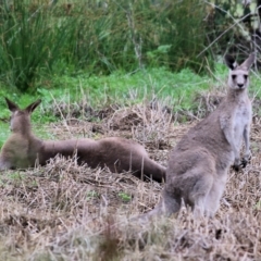 Macropus giganteus at Splitters Creek, NSW - 15 Jan 2022