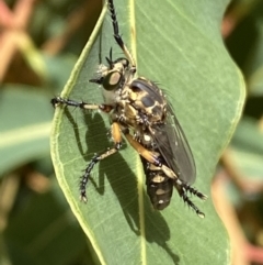 Thereutria sp. (genus) (Robber fly) at Acton, ACT - 22 Jan 2022 by SteveBorkowskis