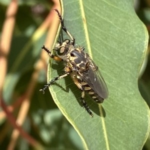 Thereutria sp. (genus) at Acton, ACT - 22 Jan 2022