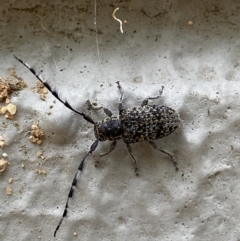 Ancita australis (Longicorn or longhorn beetle) at Acton, ACT - 22 Jan 2022 by Steve_Bok