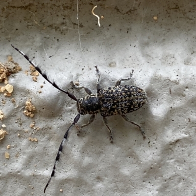 Ancita australis (Longicorn or longhorn beetle) at GG176 - 22 Jan 2022 by Steve_Bok