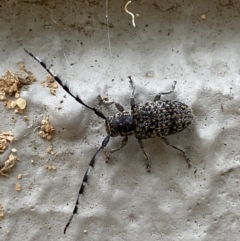 Ancita australis at Acton, ACT - 22 Jan 2022 12:51 PM