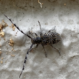 Ancita australis at Acton, ACT - 22 Jan 2022 12:51 PM