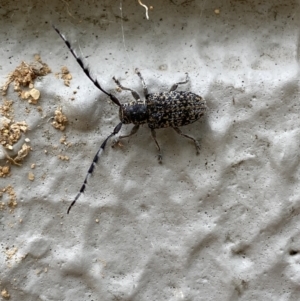 Ancita australis at Acton, ACT - 22 Jan 2022 12:51 PM