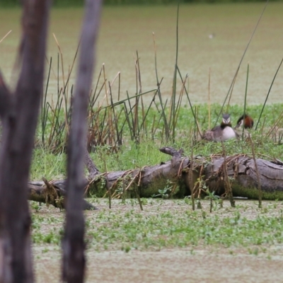 Podiceps cristatus (Great Crested Grebe) at Wonga Wetlands - 14 Jan 2022 by KylieWaldon
