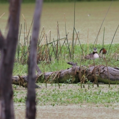Podiceps cristatus (Great Crested Grebe) at Splitters Creek, NSW - 15 Jan 2022 by KylieWaldon