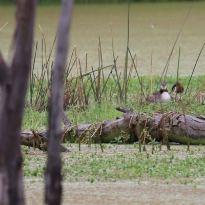 Podiceps cristatus (Great Crested Grebe) at Splitters Creek, NSW - 14 Jan 2022 by KylieWaldon