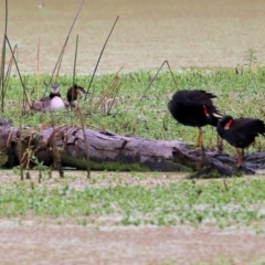 Podiceps cristatus at Splitters Creek, NSW - 15 Jan 2022 07:42 AM