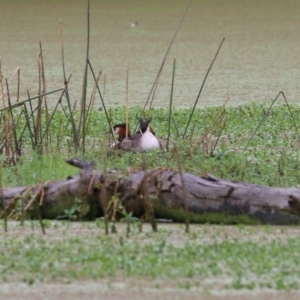 Podiceps cristatus at Splitters Creek, NSW - 15 Jan 2022 07:42 AM