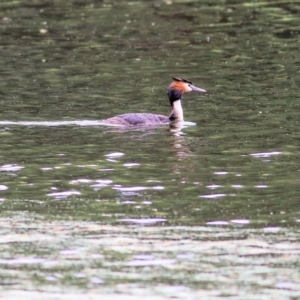 Podiceps cristatus at Splitters Creek, NSW - 15 Jan 2022 07:42 AM