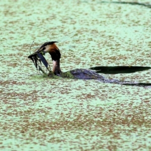 Podiceps cristatus at Splitters Creek, NSW - 15 Jan 2022 07:42 AM