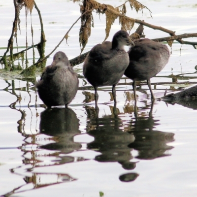 Fulica atra (Eurasian Coot) at Albury - 14 Jan 2022 by KylieWaldon