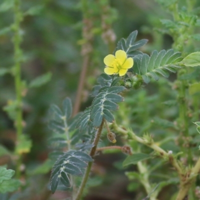 Tribulus terrestris (Caltrop, Cat-head) at Albury - 15 Jan 2022 by KylieWaldon