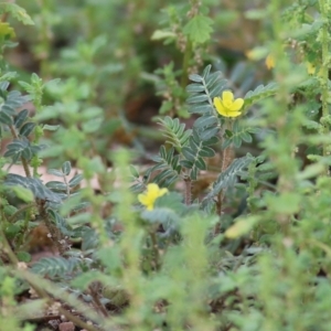 Tribulus terrestris at Splitters Creek, NSW - 15 Jan 2022 07:36 AM