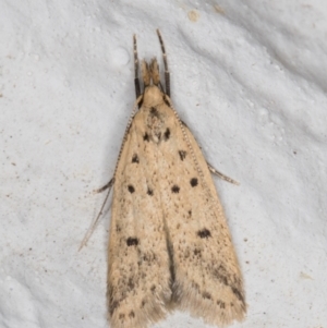 Atheropla decaspila at Melba, ACT - 2 Nov 2021 11:56 PM