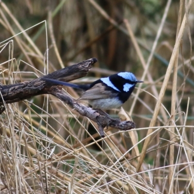 Malurus cyaneus (Superb Fairywren) at Splitters Creek, NSW - 15 Jan 2022 by KylieWaldon