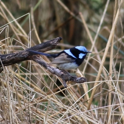 Malurus cyaneus (Superb Fairywren) at Albury - 15 Jan 2022 by KylieWaldon