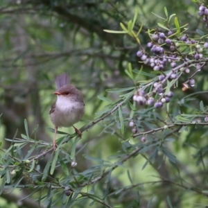 Malurus cyaneus at Splitters Creek, NSW - 15 Jan 2022 07:17 AM