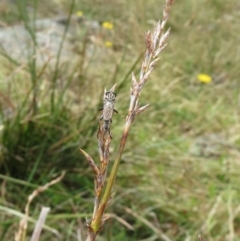 Lepidosperma laterale (Variable Sword Sedge) at Hawker, ACT - 22 Jan 2022 by sangio7