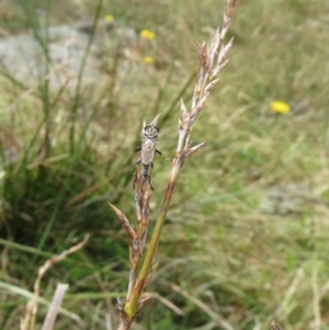 Lepidosperma laterale at Hawker, ACT - 22 Jan 2022 11:25 AM