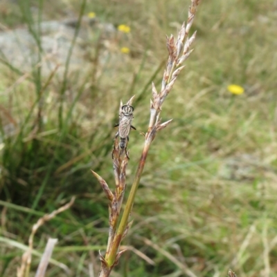 Lepidosperma laterale (Variable Sword Sedge) at Hawker, ACT - 22 Jan 2022 by sangio7