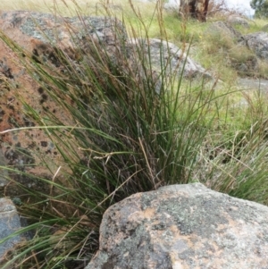 Lepidosperma laterale at Hawker, ACT - 22 Jan 2022 11:25 AM