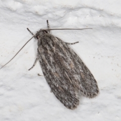 Phylomictis sarcinopa (A Stenomatidae moth) at Melba, ACT - 2 Nov 2021 by kasiaaus