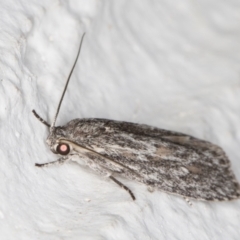 Phylomictis sarcinopa at Melba, ACT - 2 Nov 2021