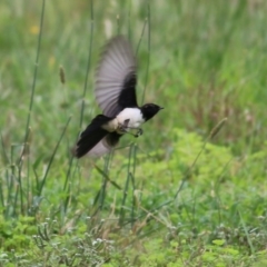 Rhipidura leucophrys (Willie Wagtail) at Splitters Creek, NSW - 15 Jan 2022 by KylieWaldon