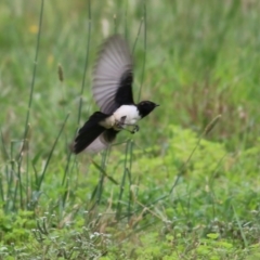 Rhipidura leucophrys (Willie Wagtail) at Wonga Wetlands - 14 Jan 2022 by KylieWaldon