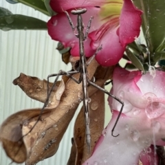 Archimantis latistyla (Stick Mantis, Large Brown Mantis) at Murrumbateman, NSW - 22 Jan 2022 by SimoneC