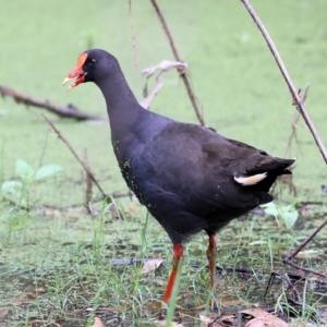 Gallinula tenebrosa at Splitters Creek, NSW - 15 Jan 2022 08:24 AM