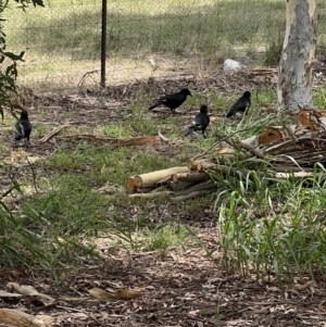 Corcorax melanorhamphos at Murrumbateman, NSW - 22 Jan 2022