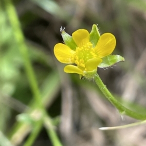 Ranunculus scapiger at Cotter River, ACT - 20 Jan 2022 04:21 PM