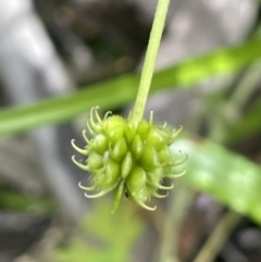 Ranunculus scapiger at Cotter River, ACT - 20 Jan 2022