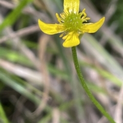 Ranunculus scapiger at Cotter River, ACT - 20 Jan 2022 04:21 PM