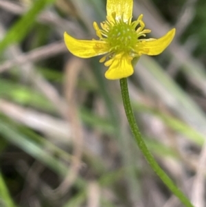 Ranunculus scapiger at Cotter River, ACT - 20 Jan 2022 04:21 PM