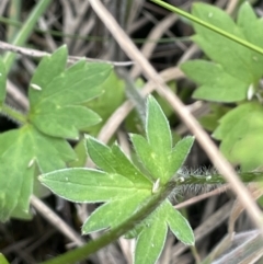 Ranunculus scapiger at Cotter River, ACT - 20 Jan 2022 04:21 PM