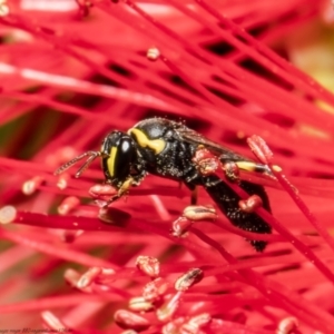 Hylaeus (Gnathoprosopis) euxanthus at Macgregor, ACT - 22 Jan 2022