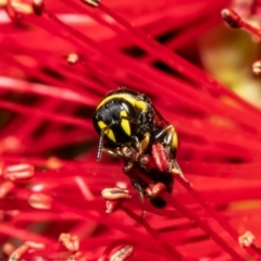 Hylaeus (Gnathoprosopis) euxanthus at Macgregor, ACT - 22 Jan 2022