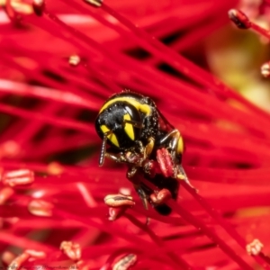 Hylaeus (Gnathoprosopis) euxanthus at Macgregor, ACT - 22 Jan 2022