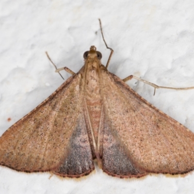 Endotricha ignealis (A Pyralid moth (Endotrichinae)) at Melba, ACT - 3 Nov 2021 by kasiaaus