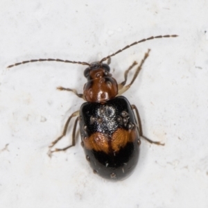 Monolepta sp. (genus) at Melba, ACT - 3 Nov 2021 08:29 PM