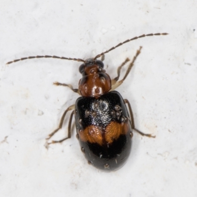 Monolepta sp. (genus) (Leaf beetle) at Melba, ACT - 3 Nov 2021 by kasiaaus