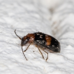 Monolepta sp. (genus) at Melba, ACT - 3 Nov 2021 08:29 PM