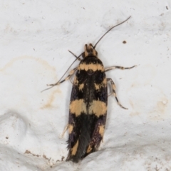 Catadoceta xanthostephana at Melba, ACT - 3 Nov 2021