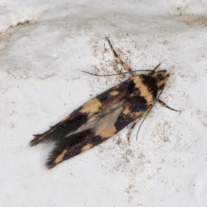 Catadoceta xanthostephana at Melba, ACT - 3 Nov 2021 08:33 PM